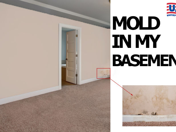 Basement Mold Image