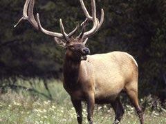 Elk