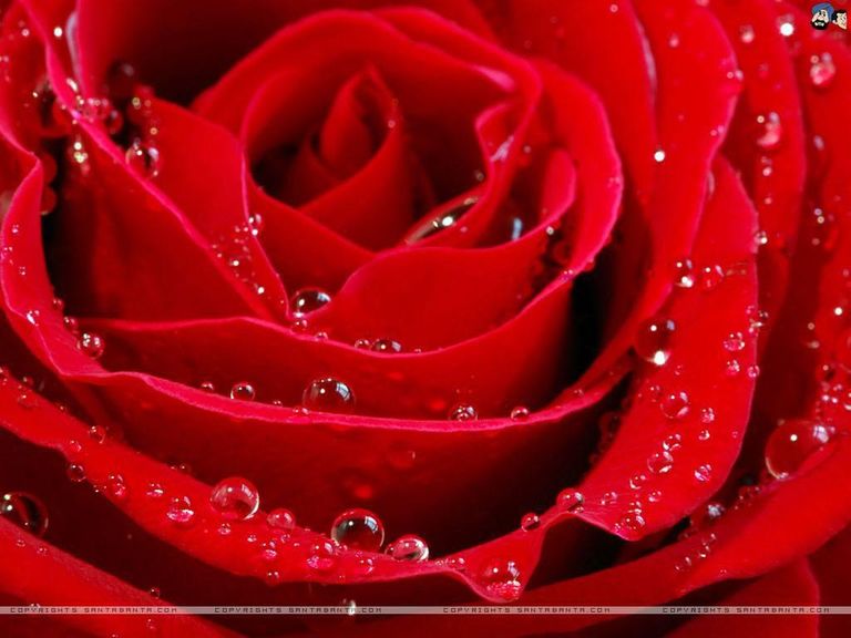 Morton Grove Rose